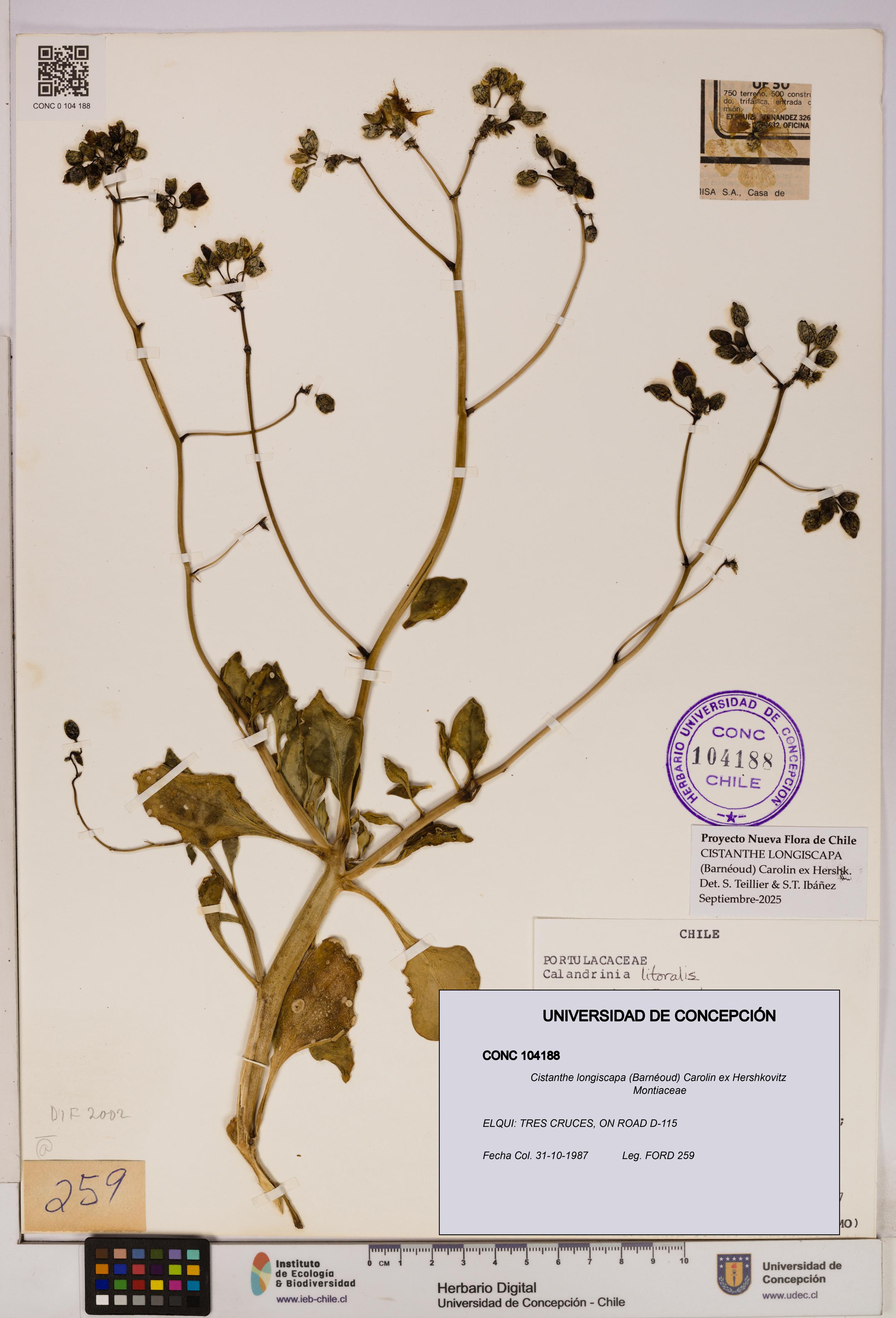 Cistanthe longiscapa [Espécimen: UDEC:CONC:0104188]