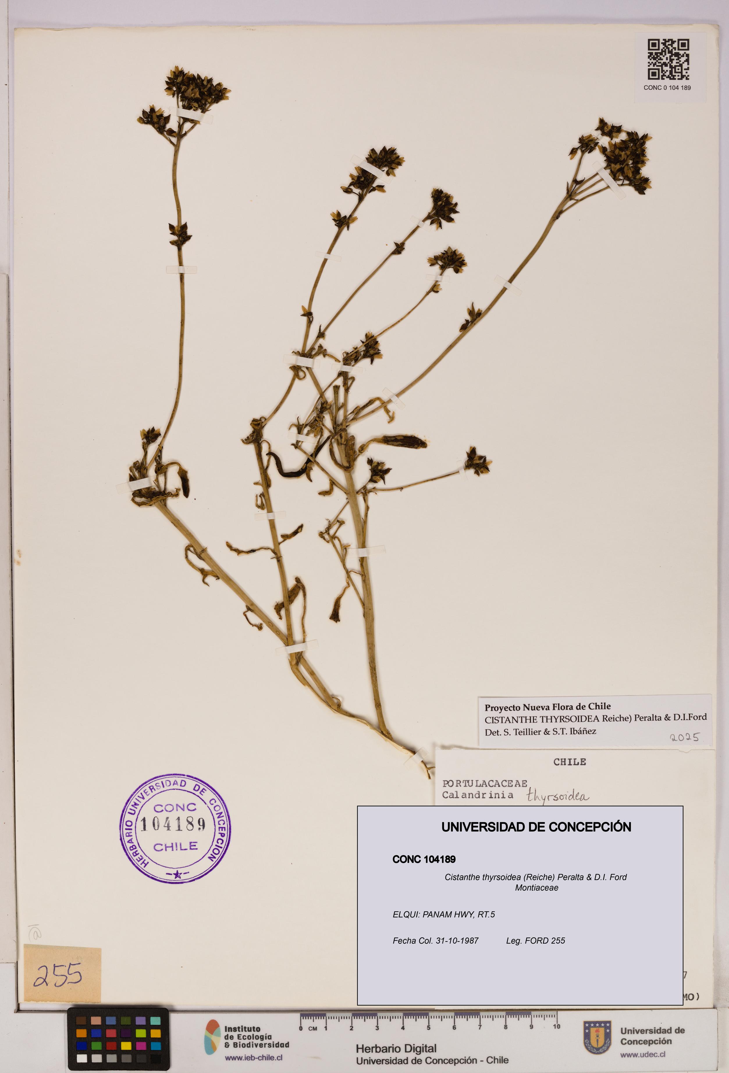 Cistanthe thyrsoidea [Espécimen: UDEC:CONC:0104189]