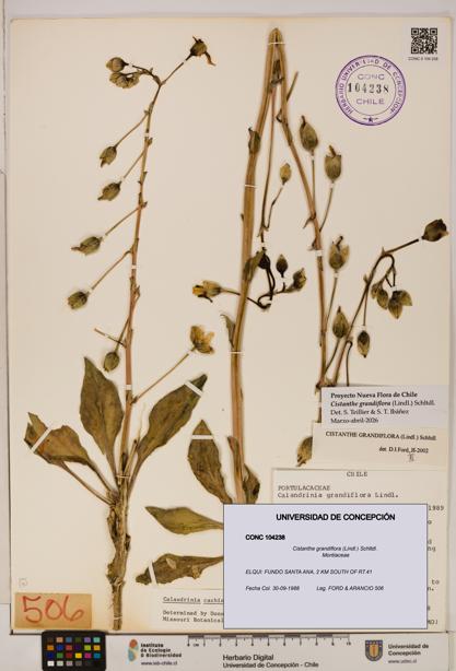 Cistanthe grandiflora [Espécimen: UDEC:CONC:0104238]