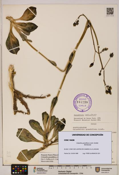 Cistanthe grandiflora [Espécimen: UDEC:CONC:0104239]
