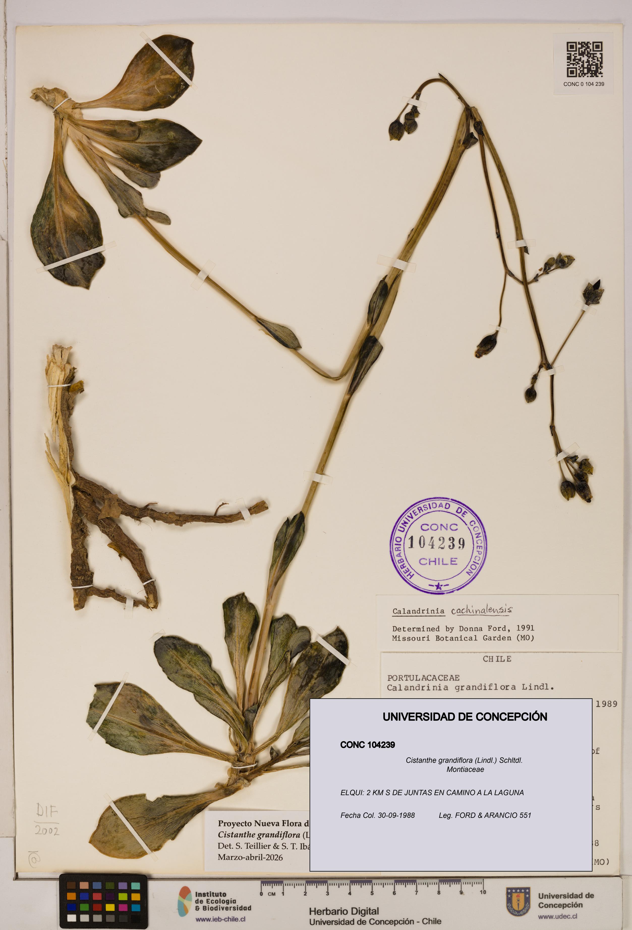 Cistanthe grandiflora [Espécimen: UDEC:CONC:0104239]