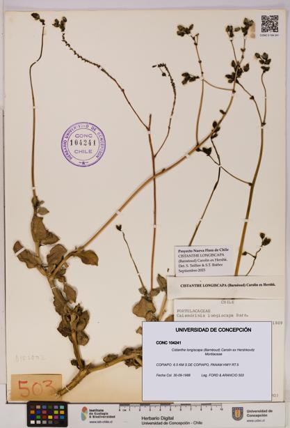 Cistanthe longiscapa [Espécimen: UDEC:CONC:0104241]