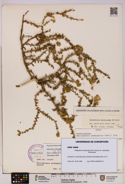 Philippiamra celosioides [Espécimen: ]