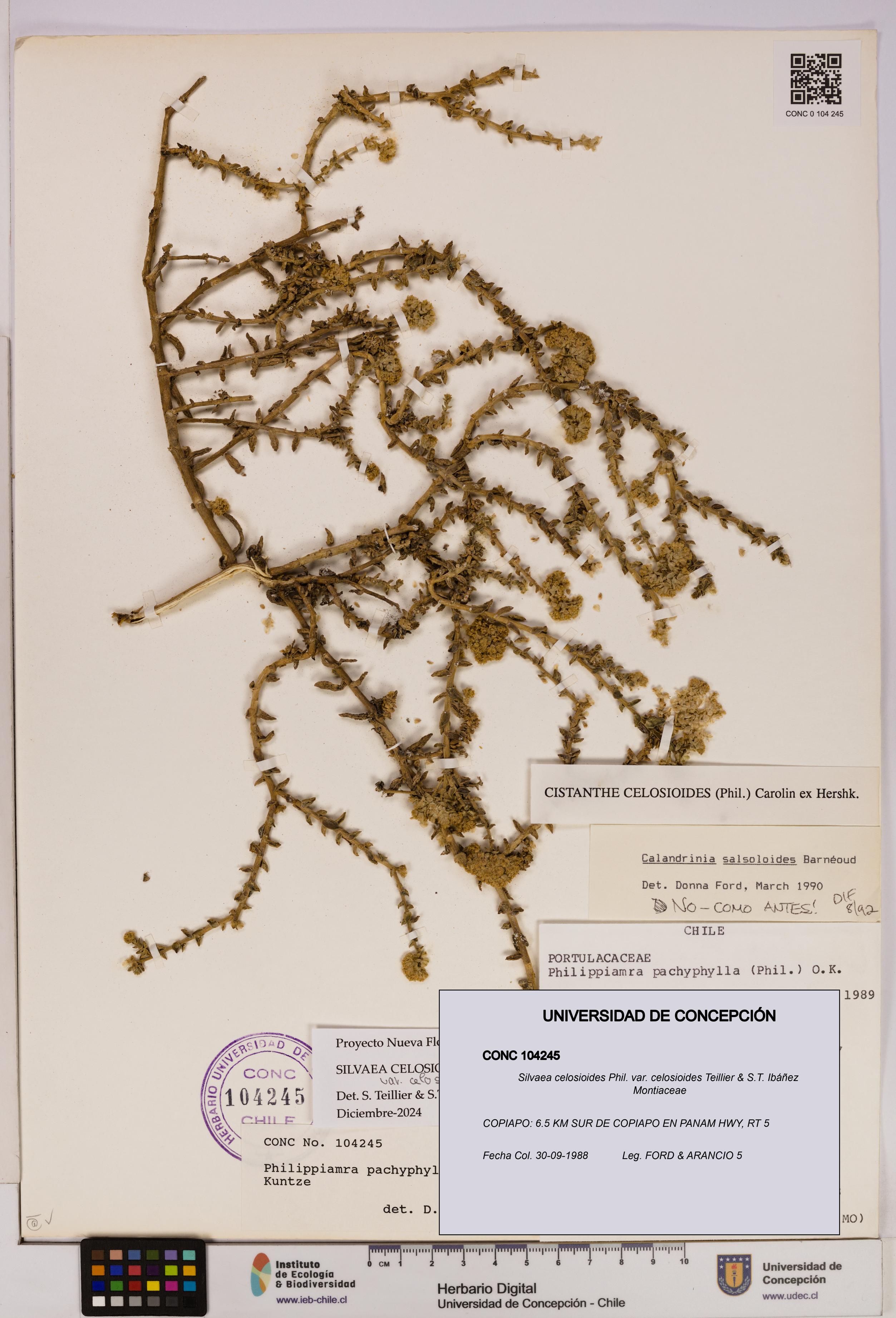 Silvaea celosioides var. celosioides [Espécimen: UDEC:CONC:0104245]