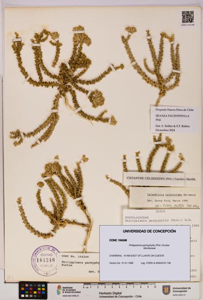 Philippiamra pachyphylla [Espécimen: ]