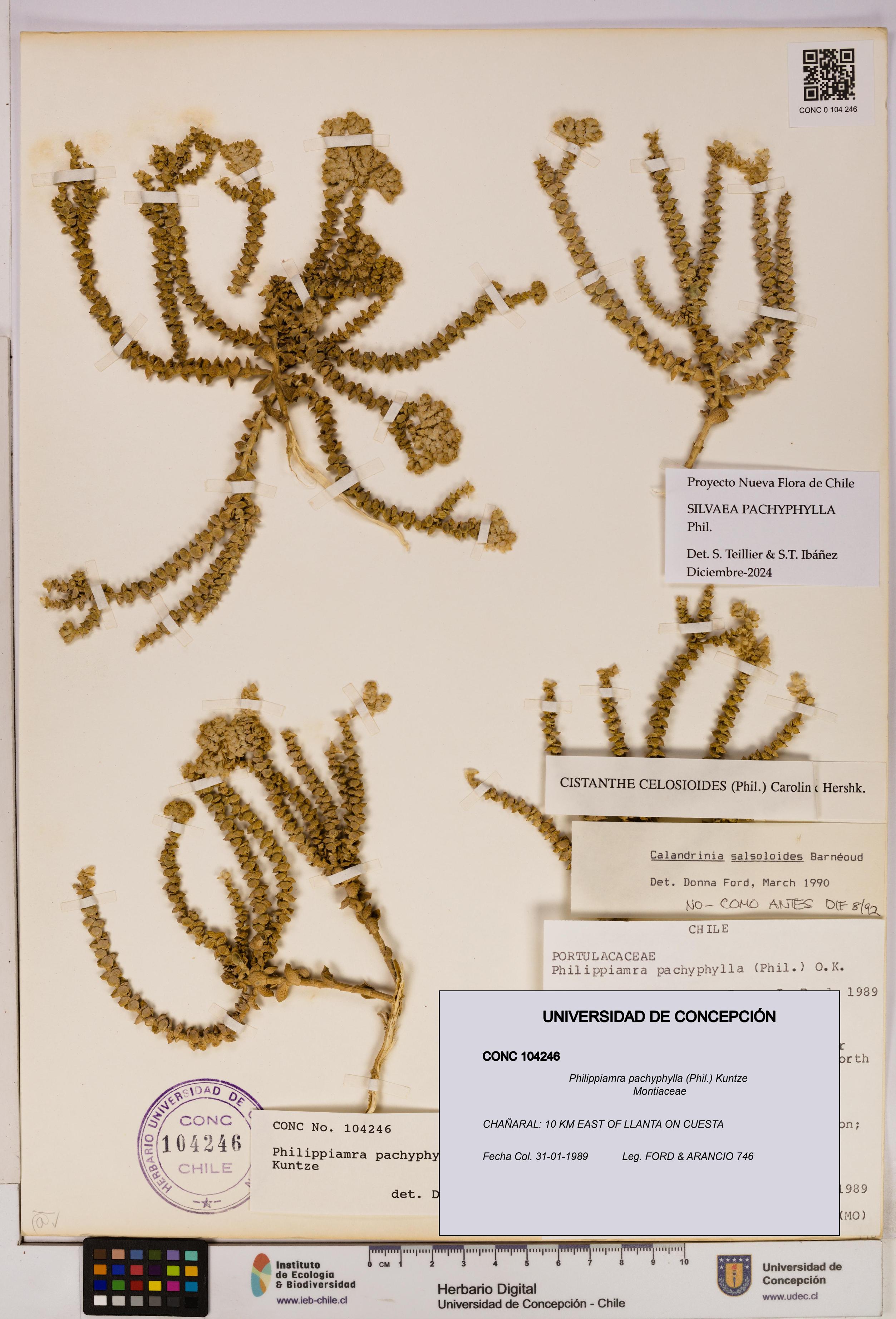 Philippiamra pachyphylla [Espécimen: ]