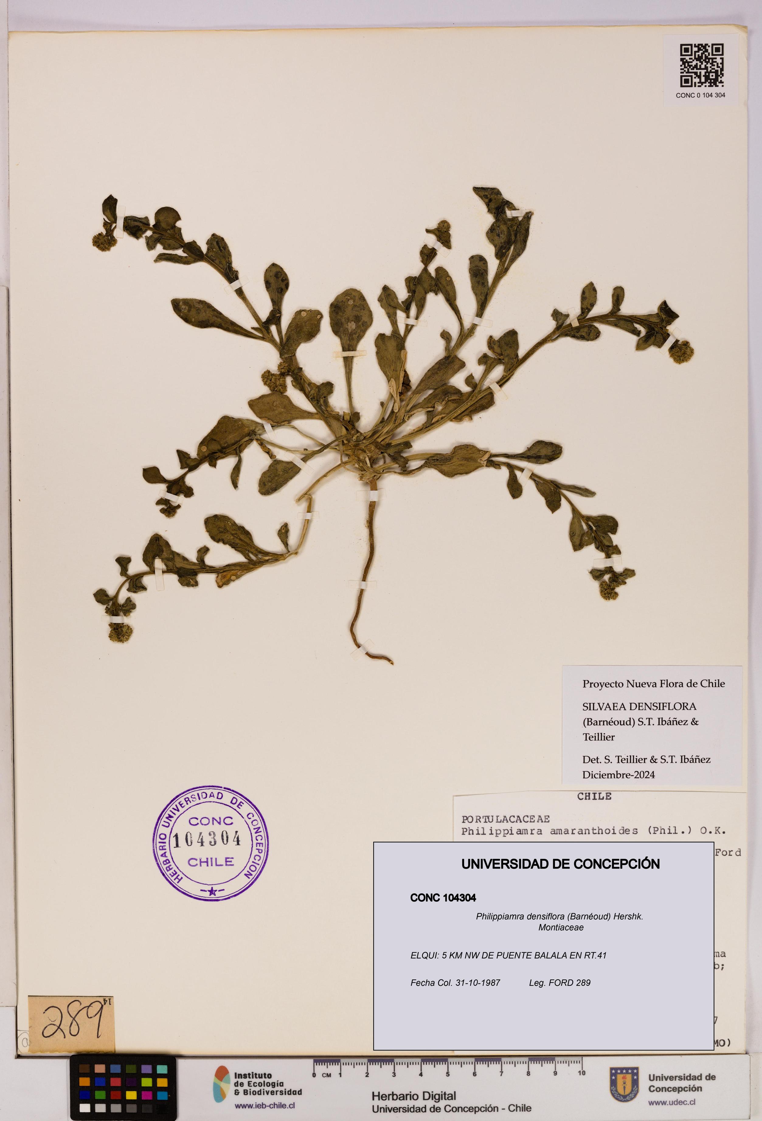 Philippiamra densiflora [Espécimen: ]