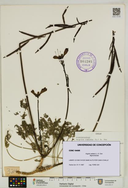 Argylia radiata [Espécimen: UDEC:CONC:0104305]