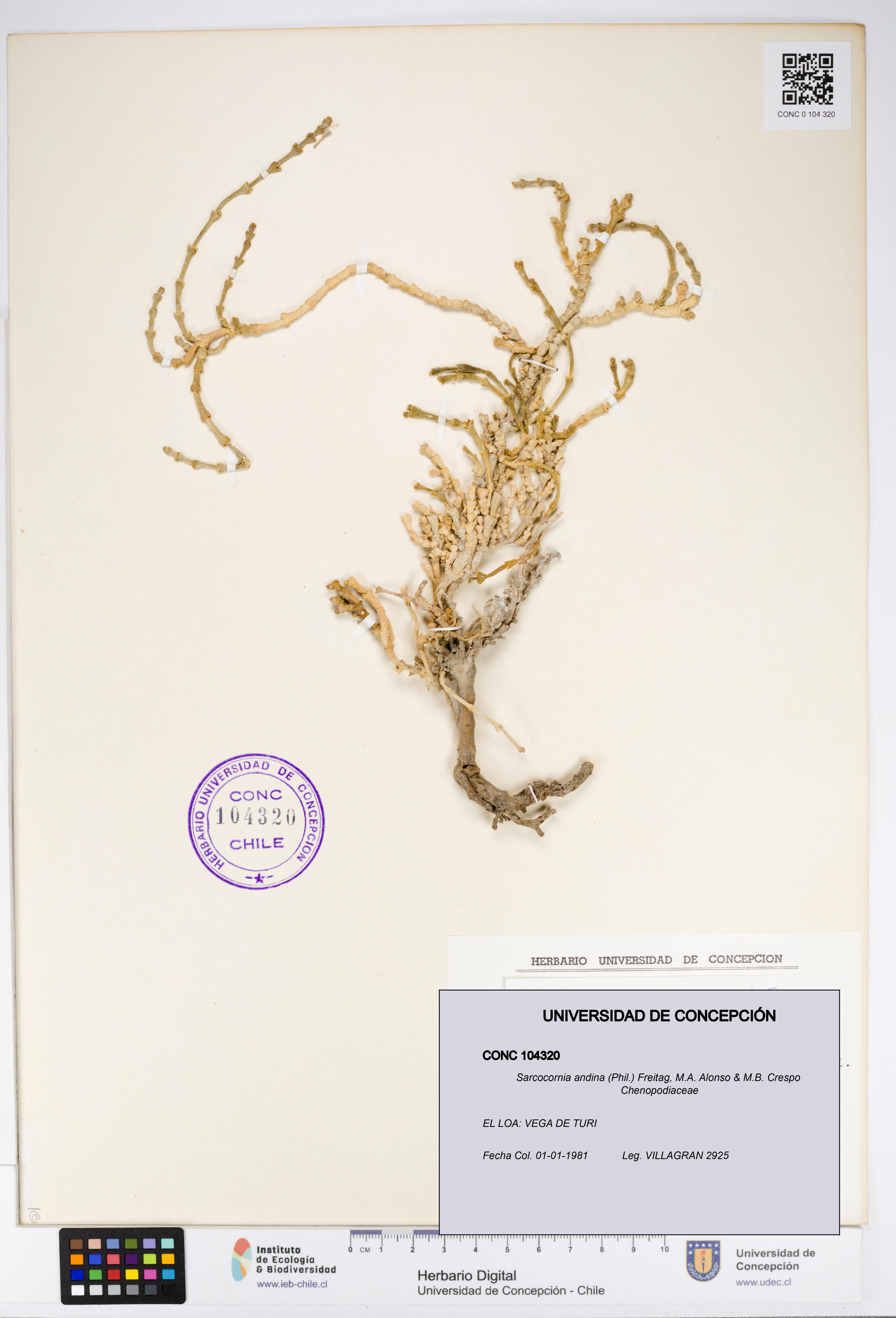 Sarcocornia andina [Espécimen: UDEC:CONC:0104320]