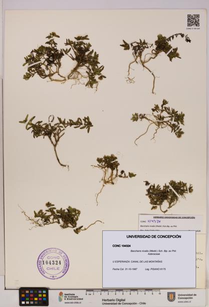 Baccharis nivalis [Espécimen: UDEC:CONC:0104324]
