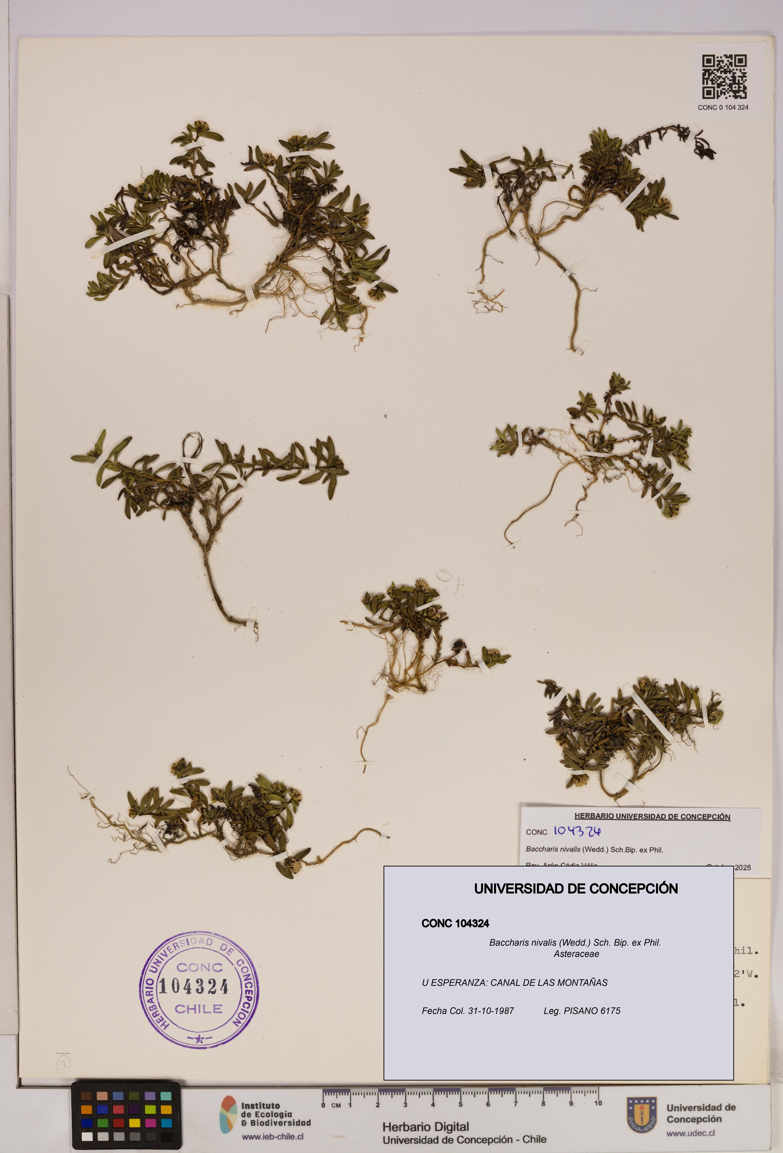 Baccharis nivalis [Espécimen: UDEC:CONC:0104324]