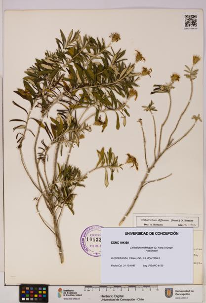 Chiliotrichum diffusum [Espécimen: UDEC:CONC:0104330]