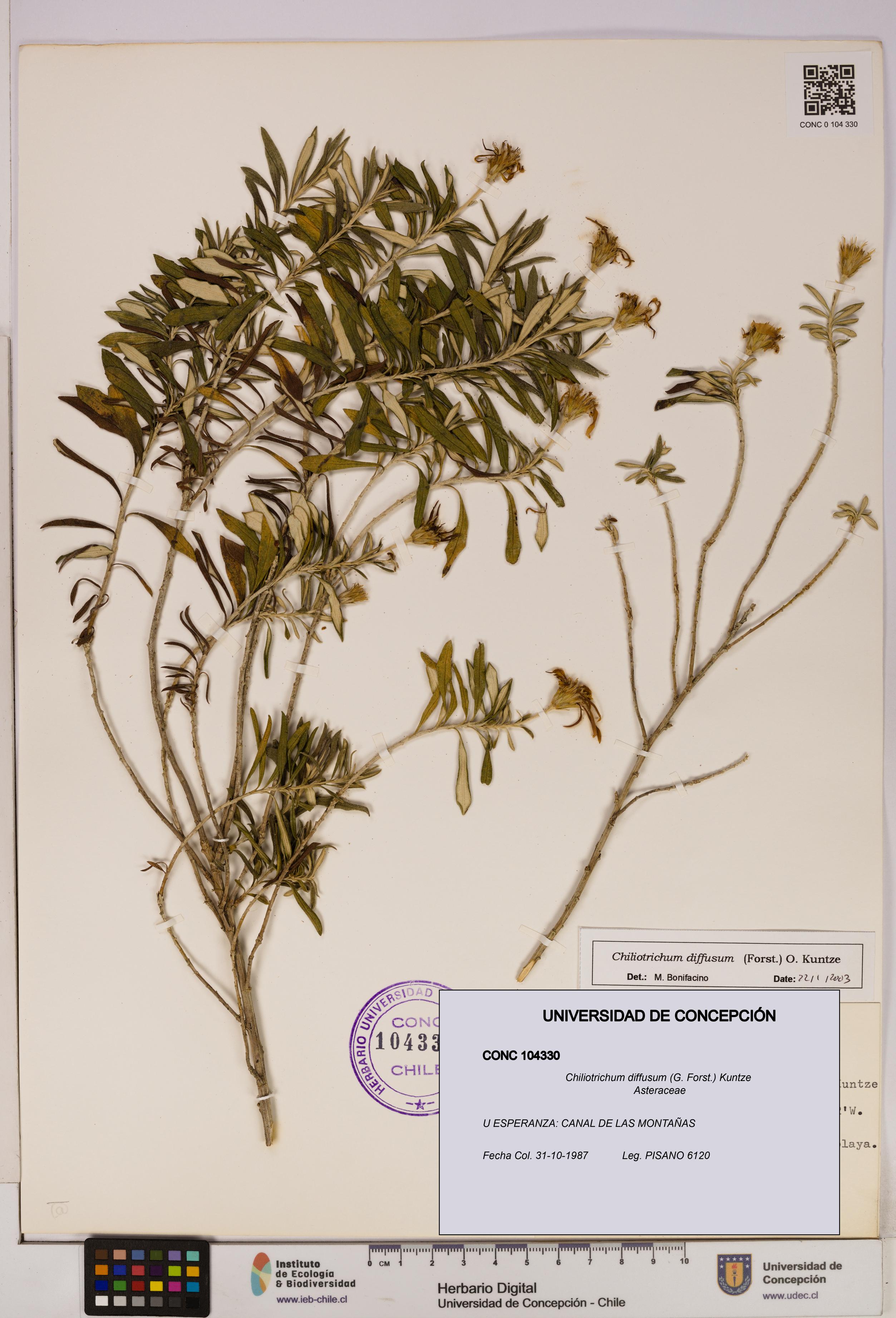 Chiliotrichum diffusum [Espécimen: UDEC:CONC:0104330]