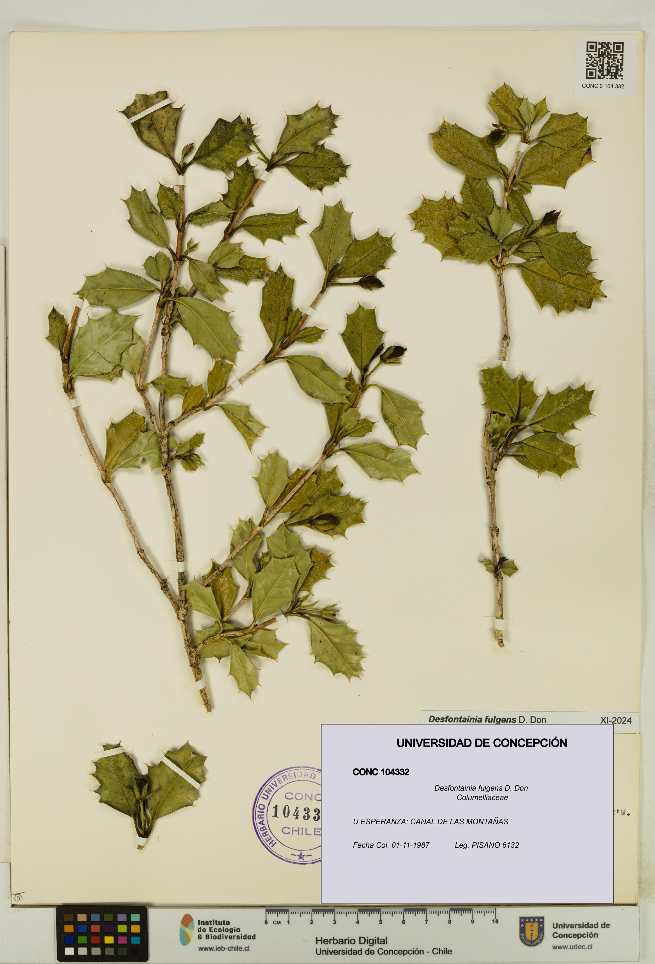 Desfontainia fulgens [Espécimen: UDEC:CONC:0104332]