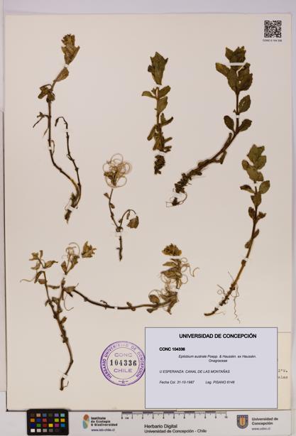 Epilobium australe [Espécimen: UDEC:CONC:0104336]