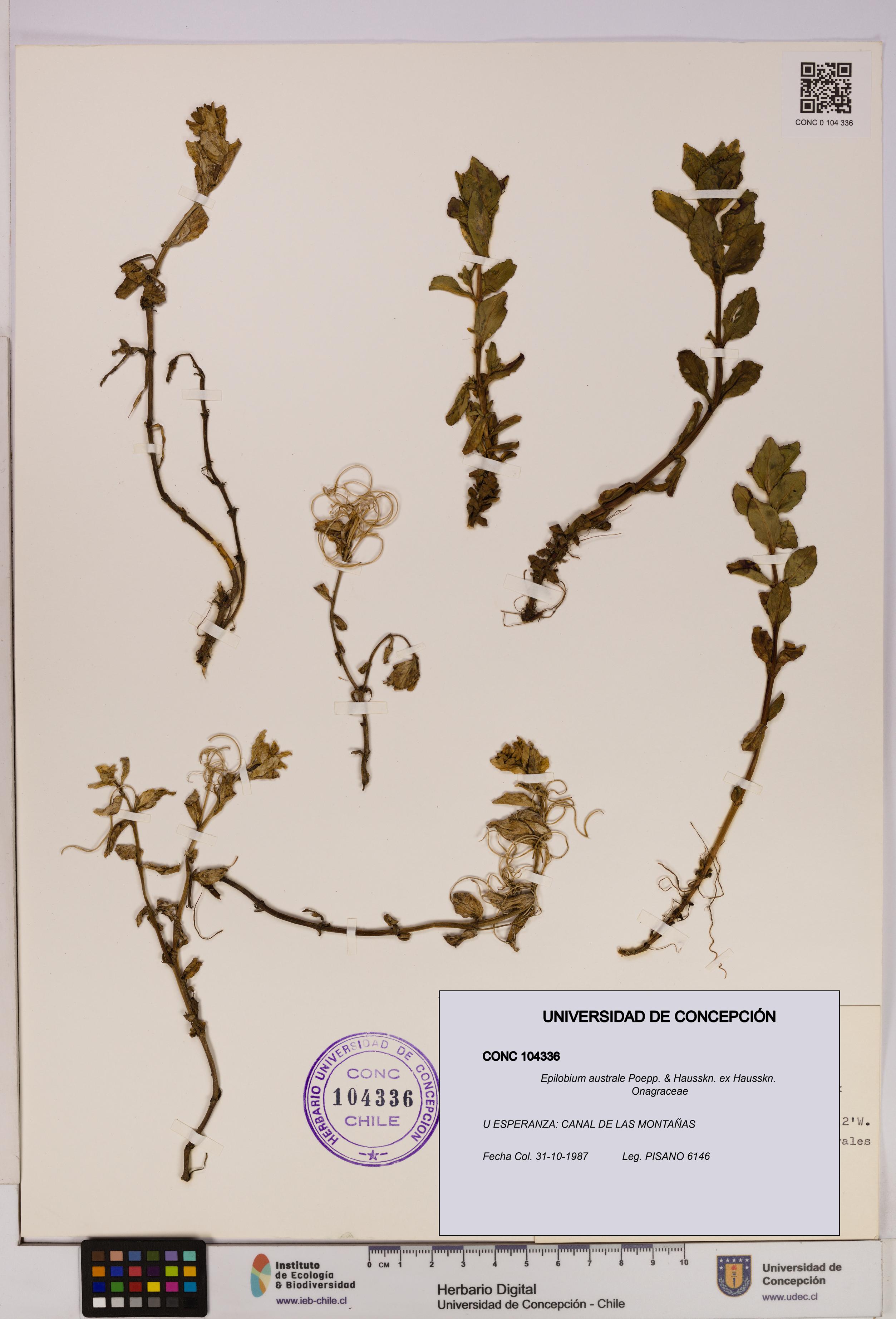 Epilobium australe [Espécimen: UDEC:CONC:0104336]
