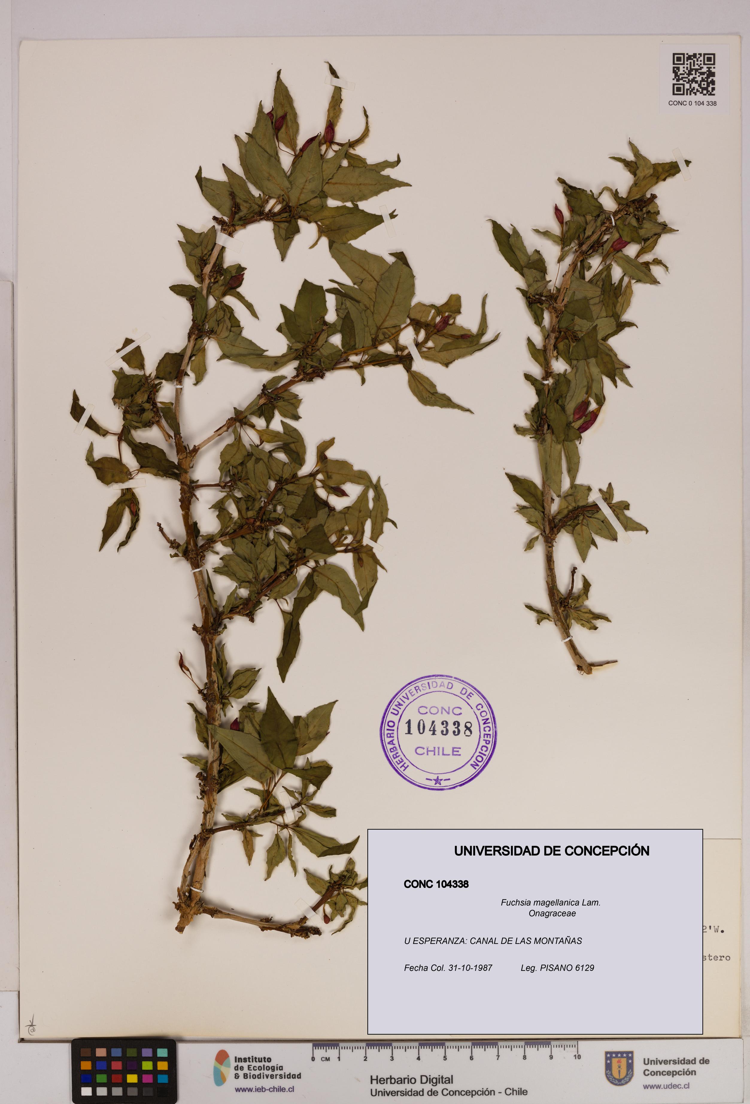 Fuchsia magellanica [Espécimen: UDEC:CONC:0104338]
