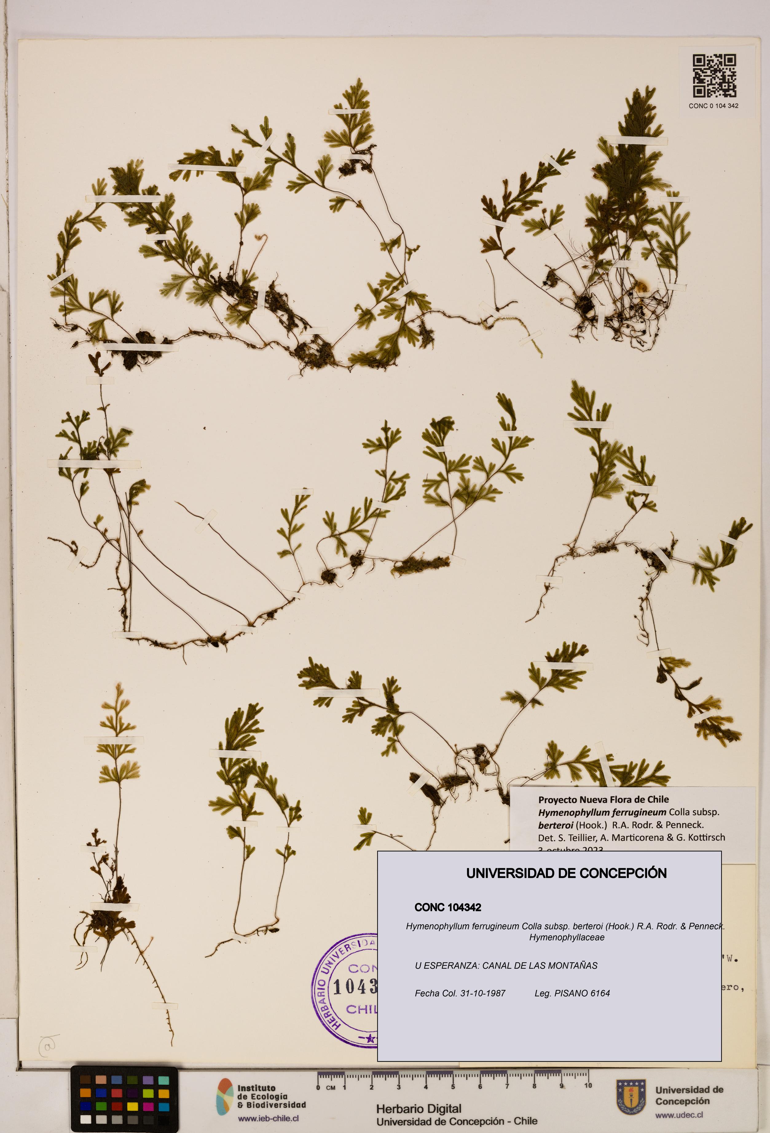 Hymenophyllum ferrugineum [Espécimen: UDEC:CONC:0104342]