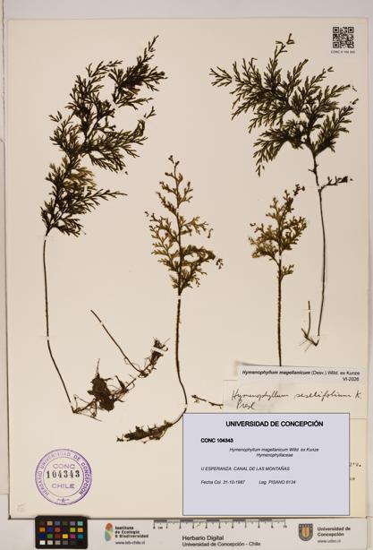 Hymenophyllum magellanicum [Espécimen: ]