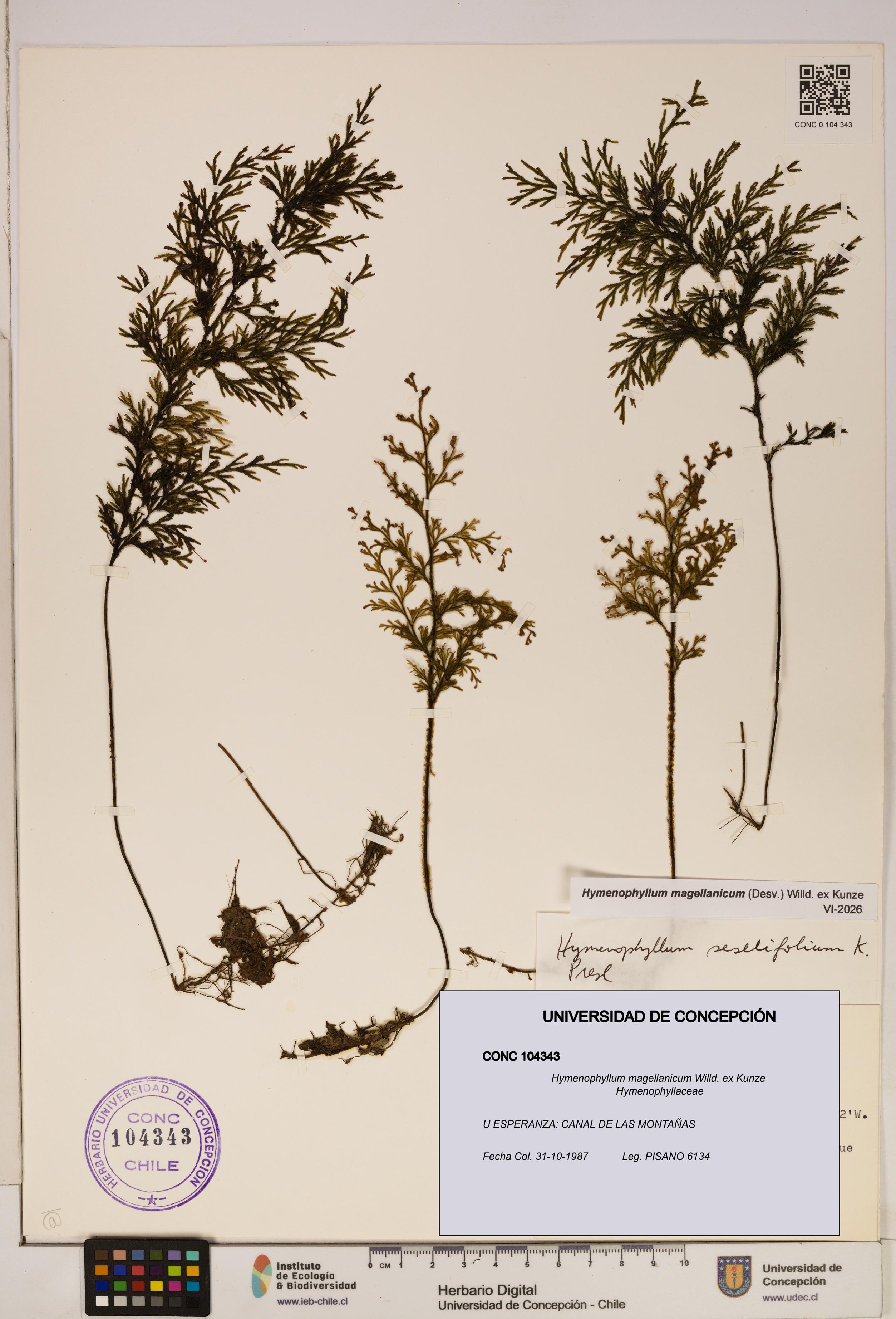 Hymenophyllum magellanicum [Espécimen: ]