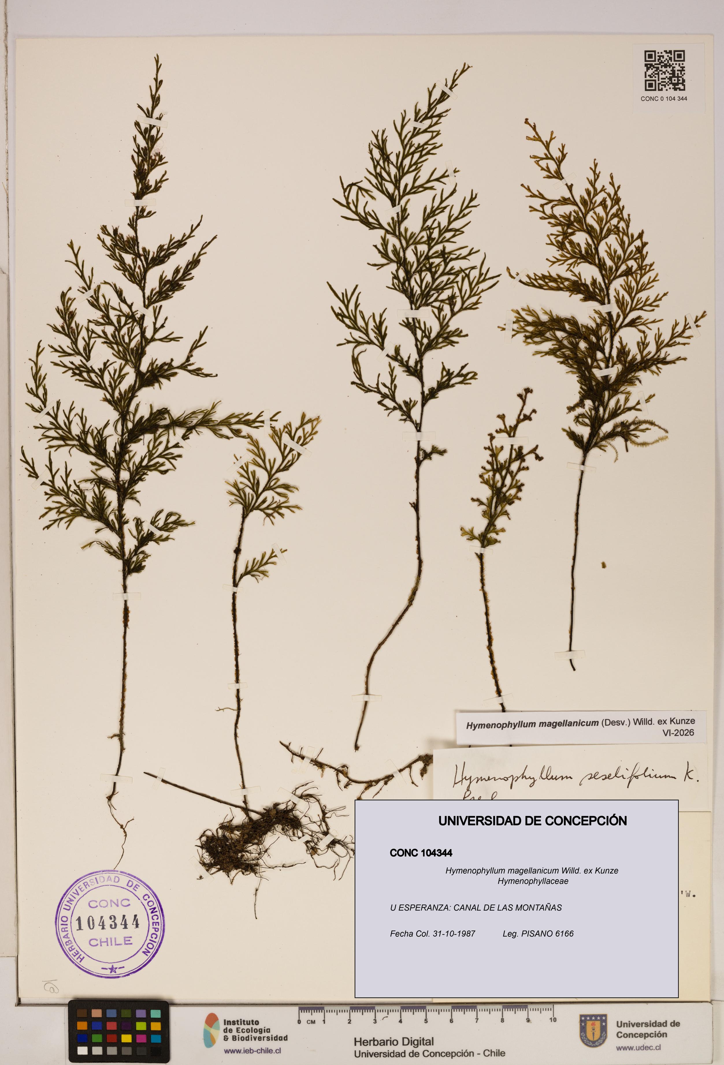 Hymenophyllum magellanicum [Espécimen: ]