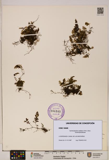 Hymenophyllum peltatum [Espécimen: ]