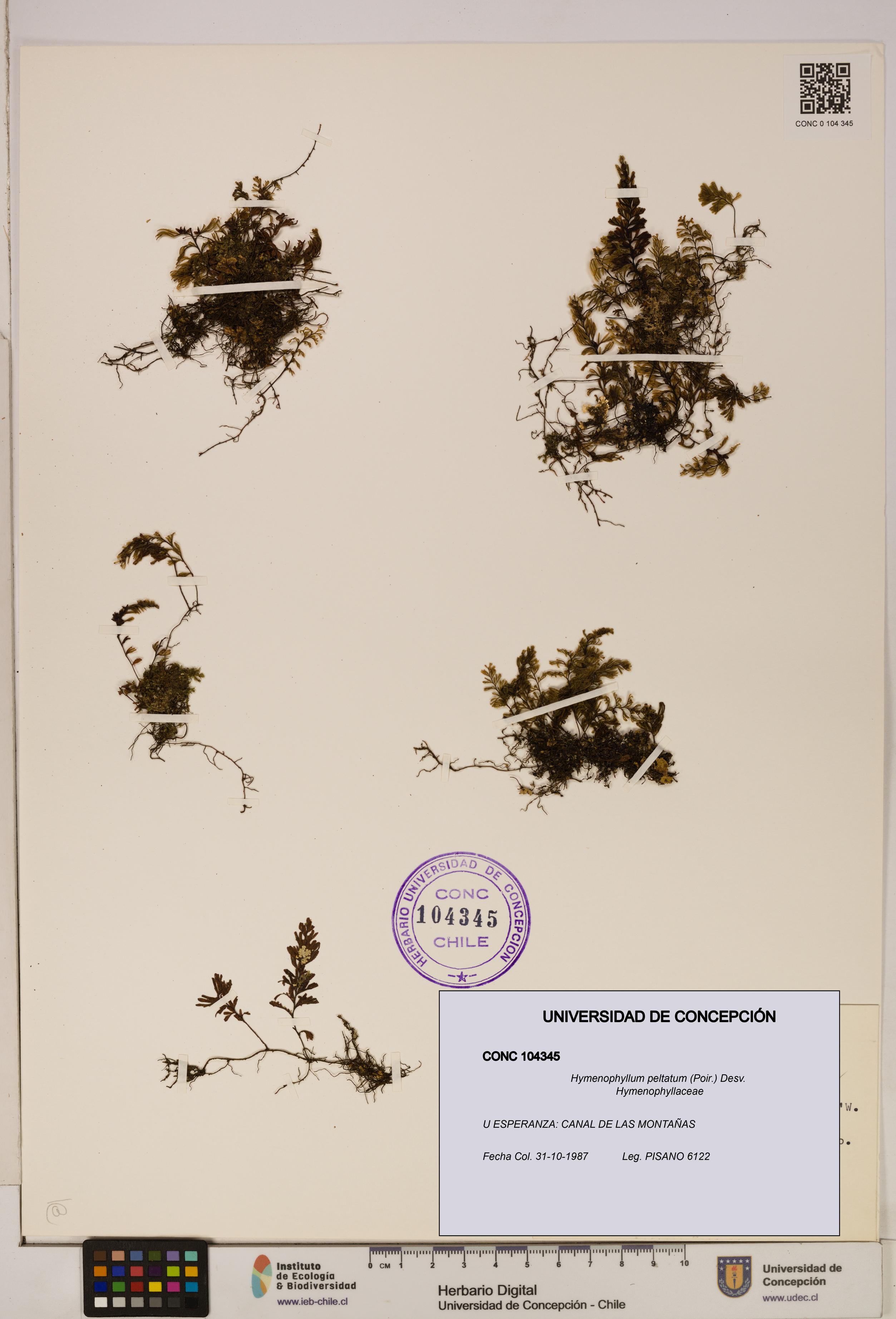 Hymenophyllum peltatum [Espécimen: ]