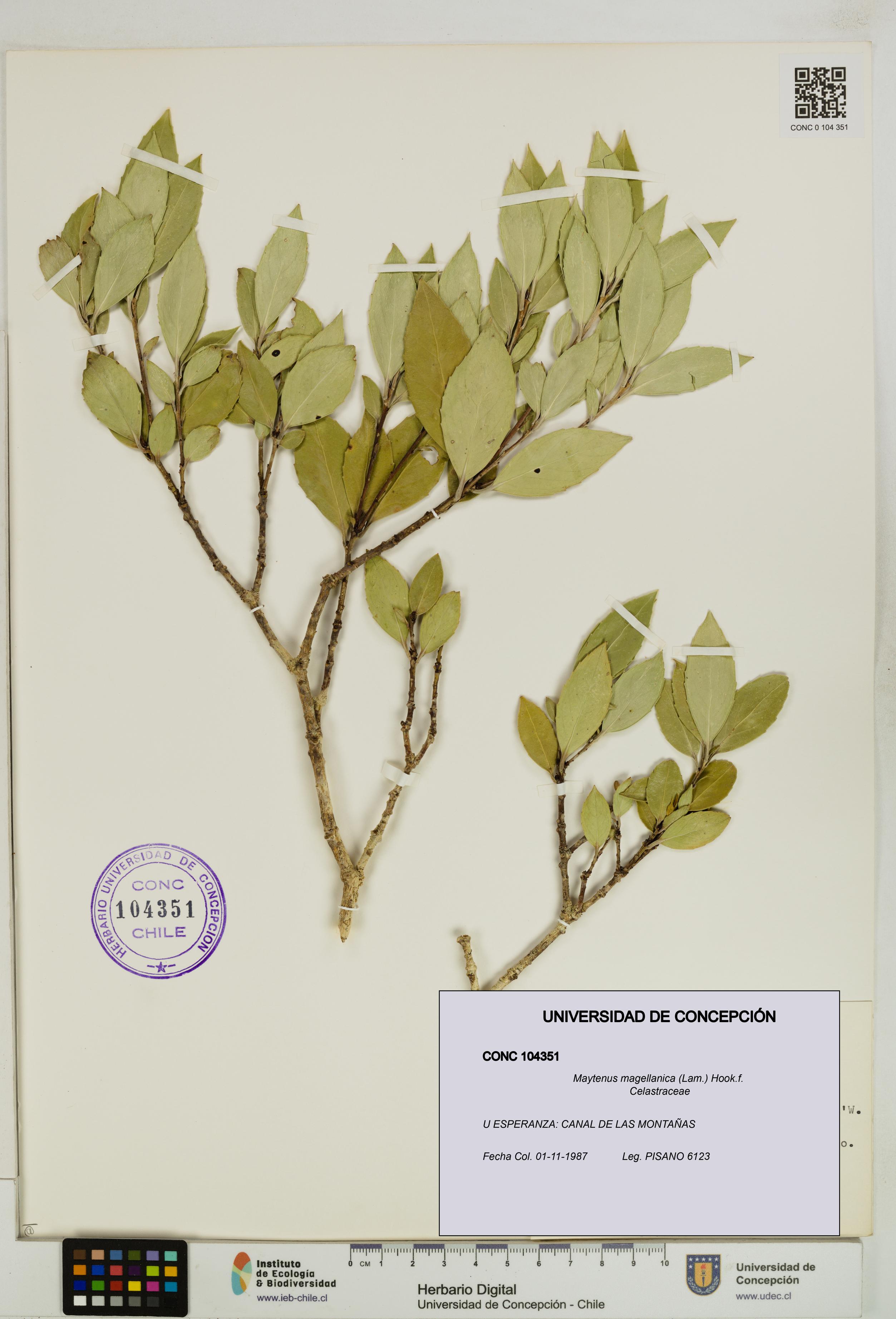 Maytenus magellanica [Espécimen: UDEC:CONC:0104351]