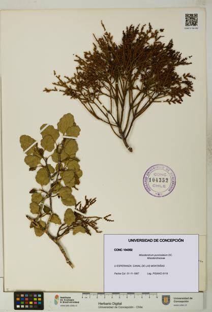Misodendrum punctulatum [Espécimen: UDEC:CONC:0104352]