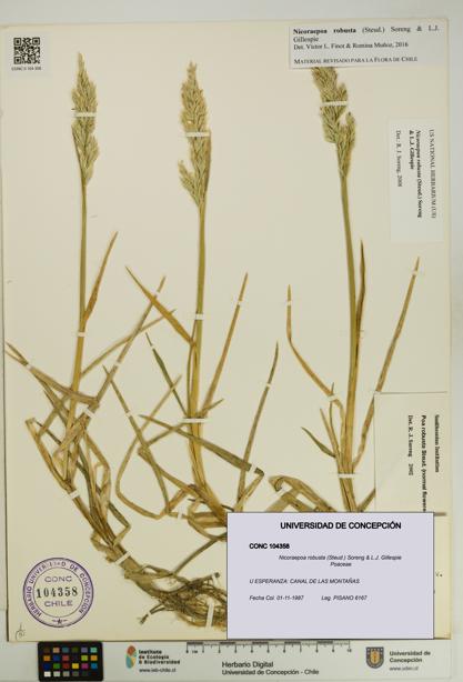 Nicoraepoa robusta [Espécimen: UDEC:CONC:0104358]