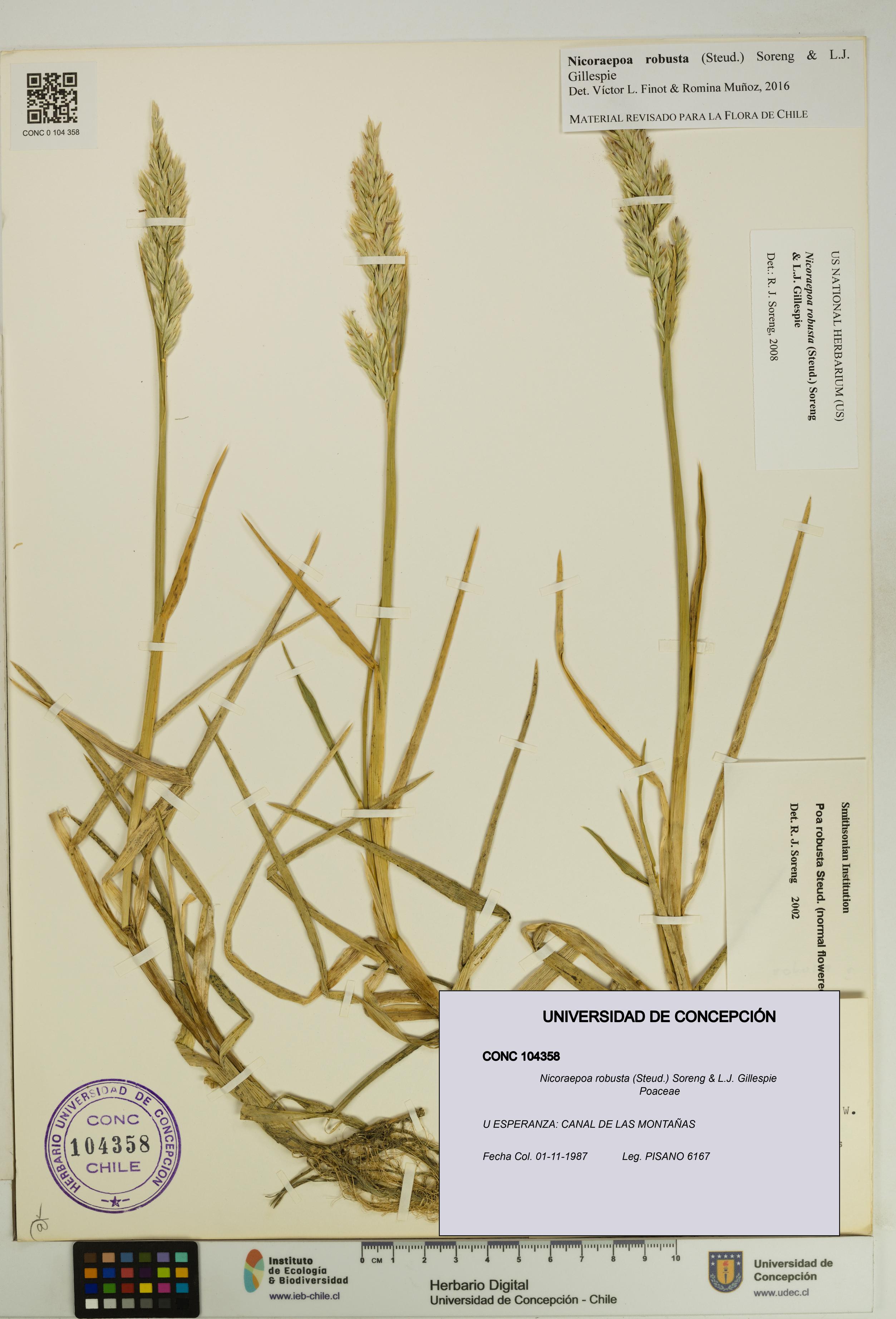 Nicoraepoa robusta [Espécimen: UDEC:CONC:0104358]