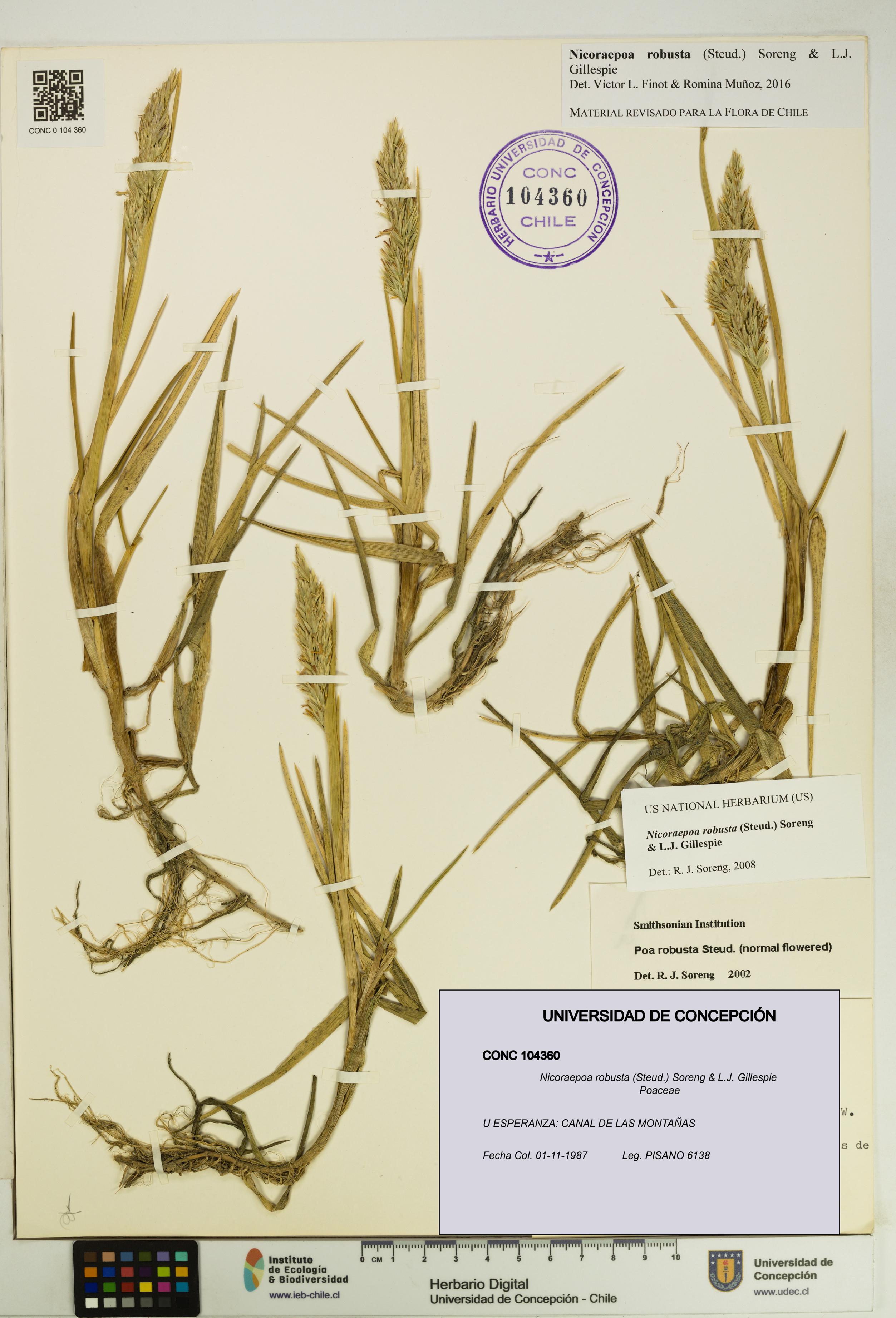 Nicoraepoa robusta [Espécimen: UDEC:CONC:0104360]