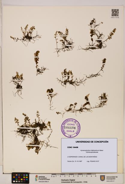 Hymenophyllum falklandicum [Espécimen: UDEC:CONC:0104406]