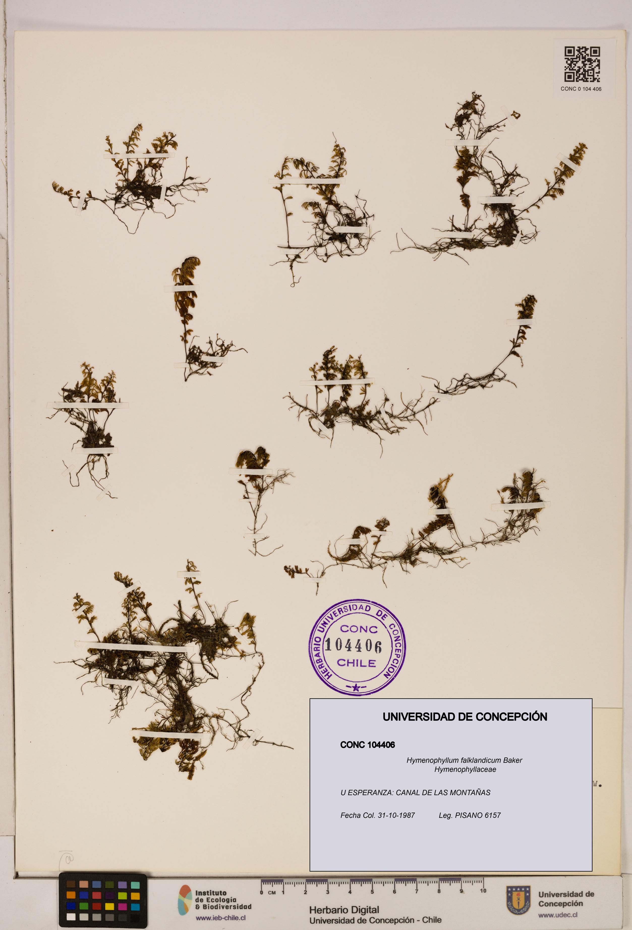 Hymenophyllum falklandicum [Espécimen: UDEC:CONC:0104406]
