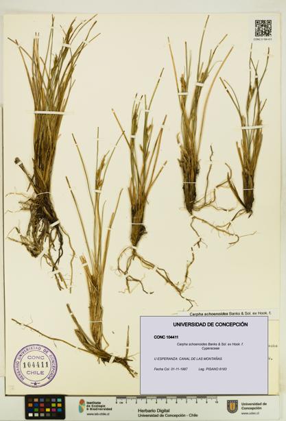 Carpha schoenoides [Espécimen: UDEC:CONC:0104411]