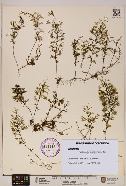 Hymenophyllum secundum [Espécimen: ]