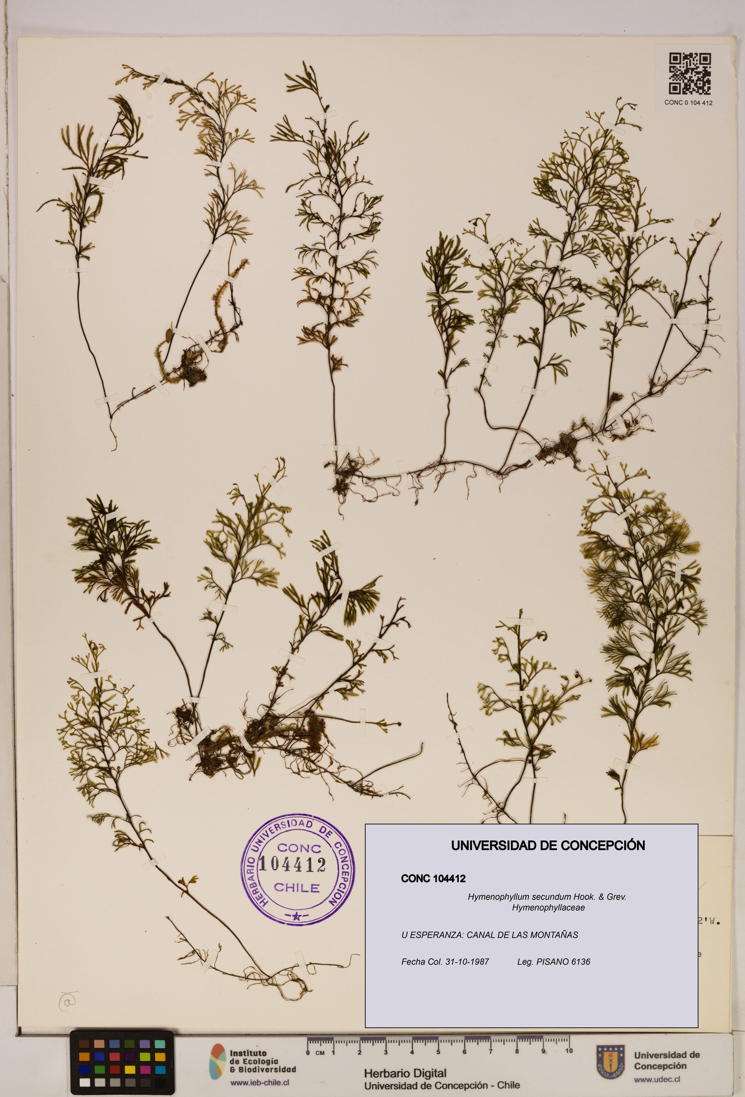 Hymenophyllum secundum [Espécimen: ]