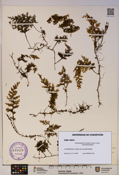 Hymenophyllum tortuosum [Espécimen: ]