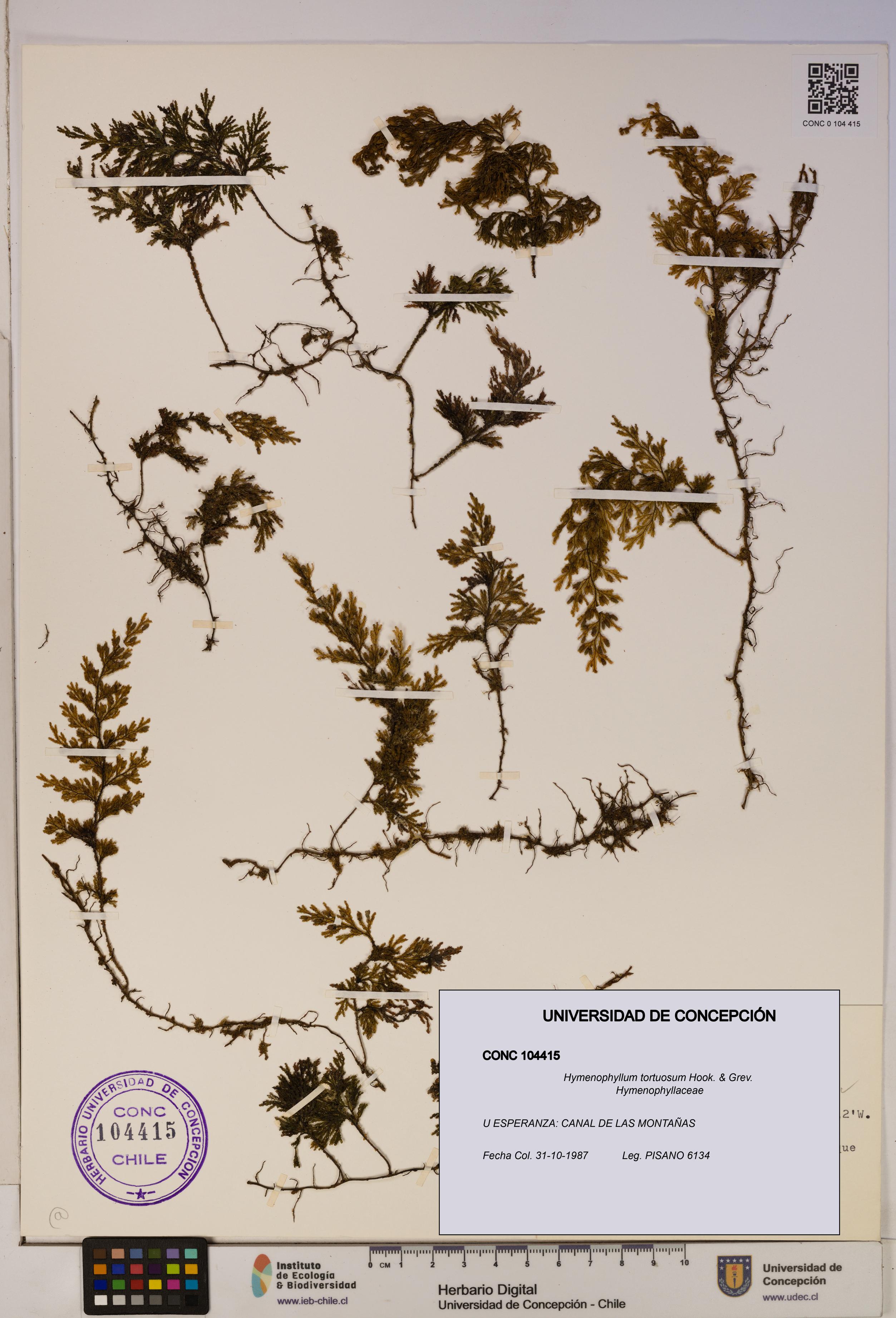 Hymenophyllum tortuosum [Espécimen: ]