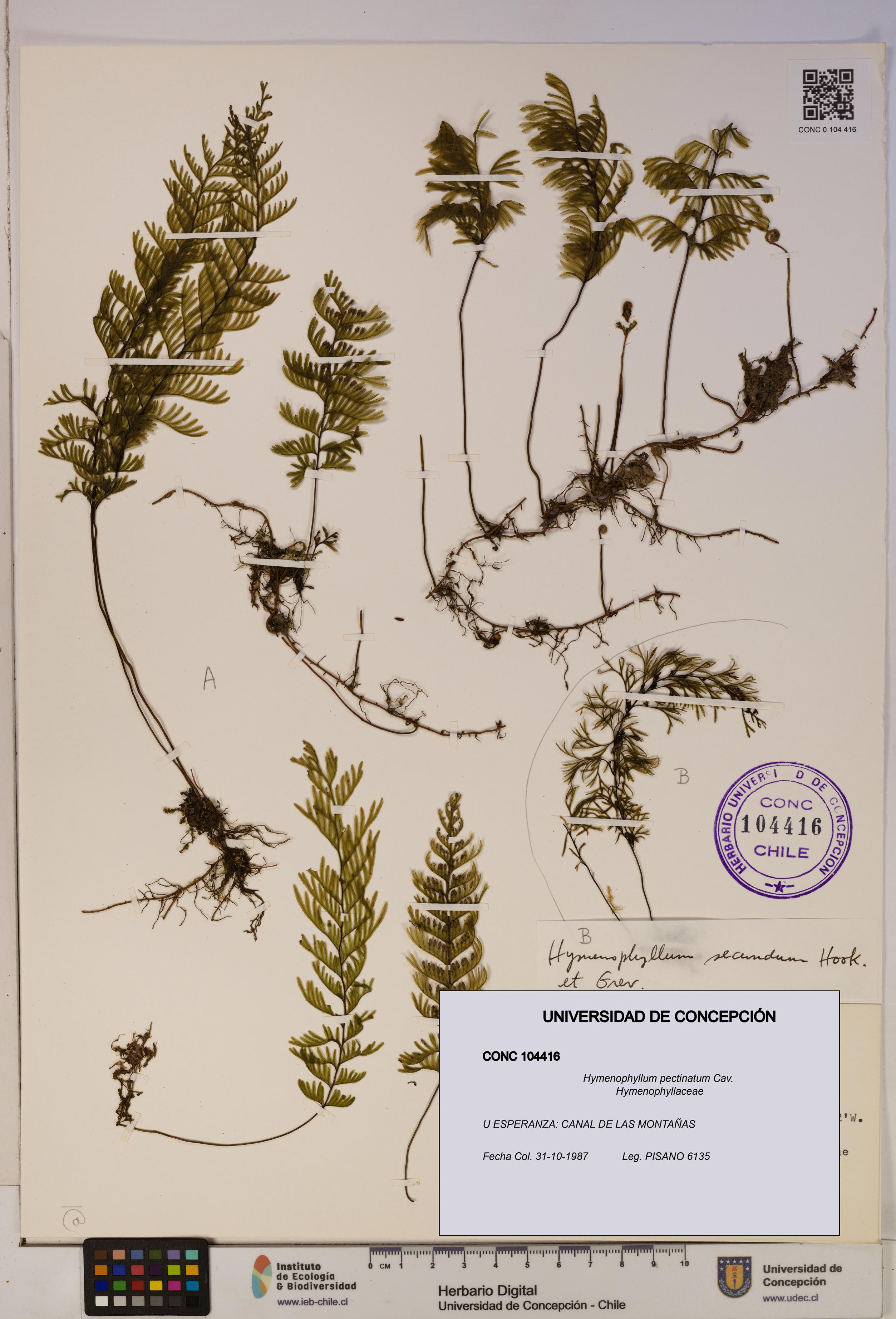 Hymenophyllum pectinatum [Espécimen: ]
