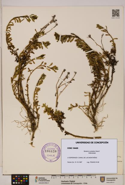 Senecio cuneatus [Espécimen: UDEC:CONC:0104420]