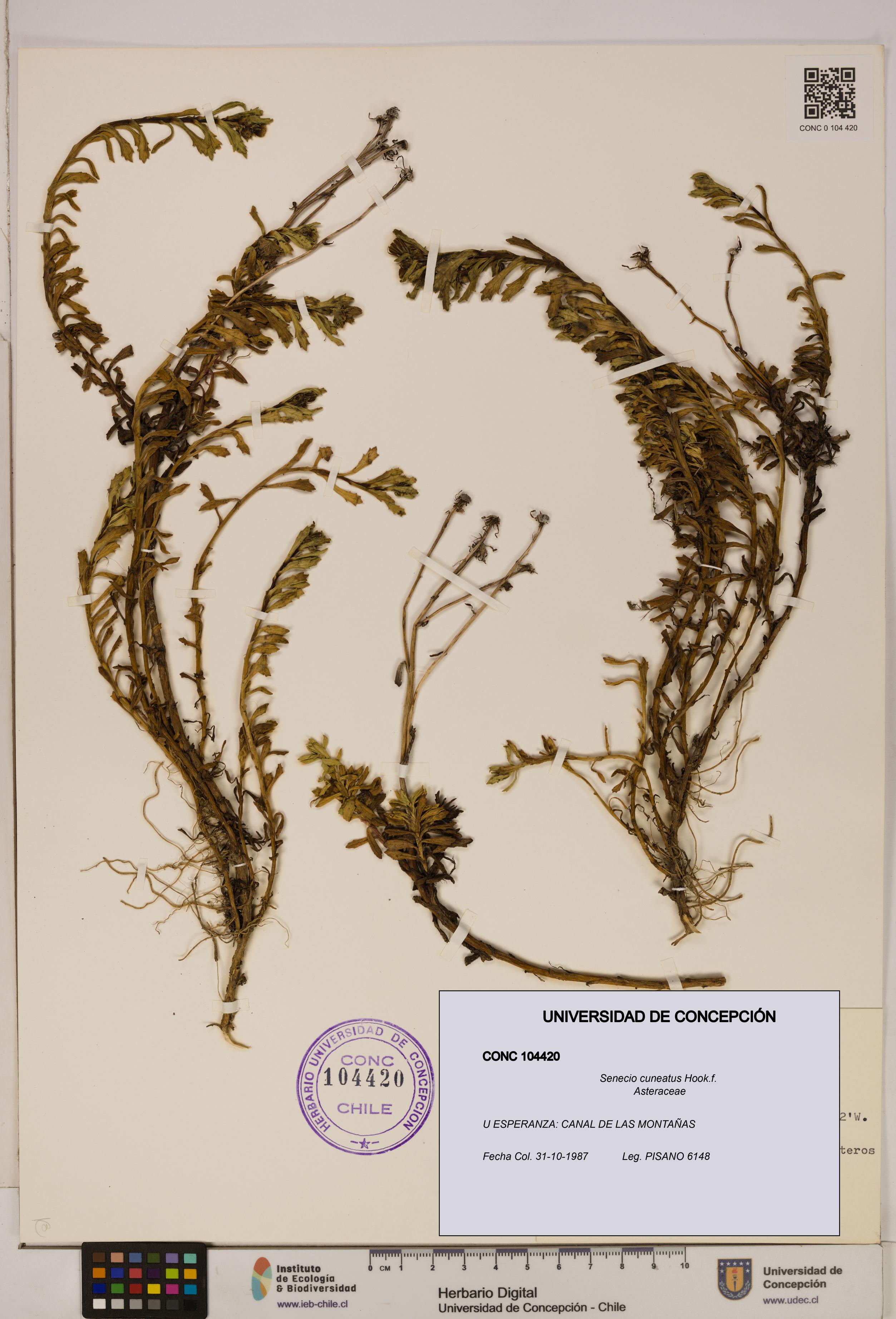 Senecio cuneatus [Espécimen: UDEC:CONC:0104420]