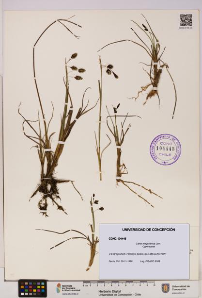 Carex magellanica [Espécimen: UDEC:CONC:0104445]