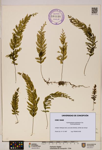 Hymenophyllum pectinatum [Espécimen: ]