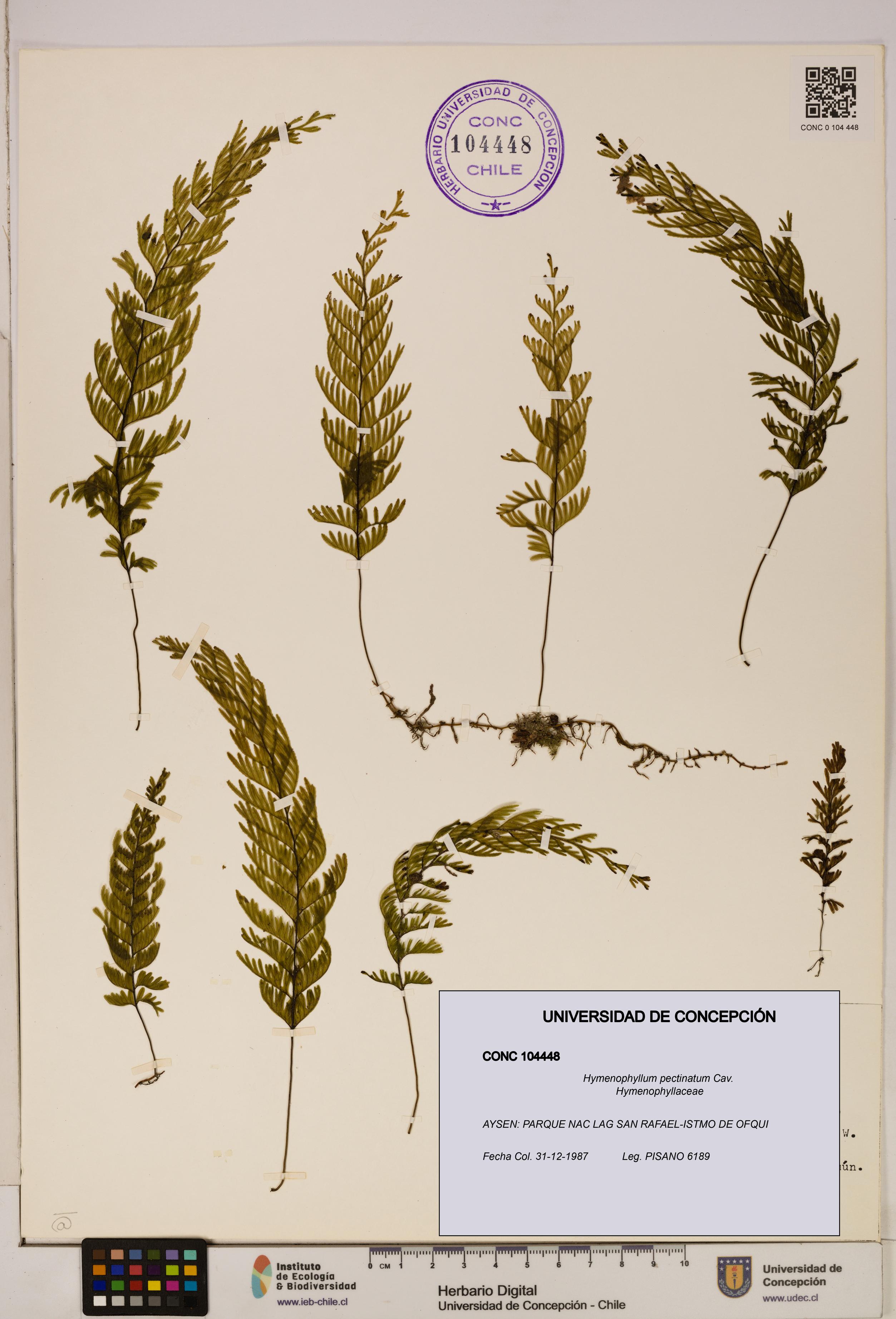 Hymenophyllum pectinatum [Espécimen: ]