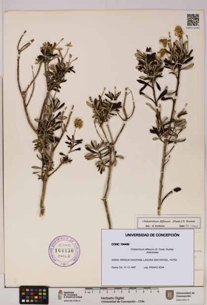Chiliotrichum diffusum [Espécimen: UDEC:CONC:0104450]