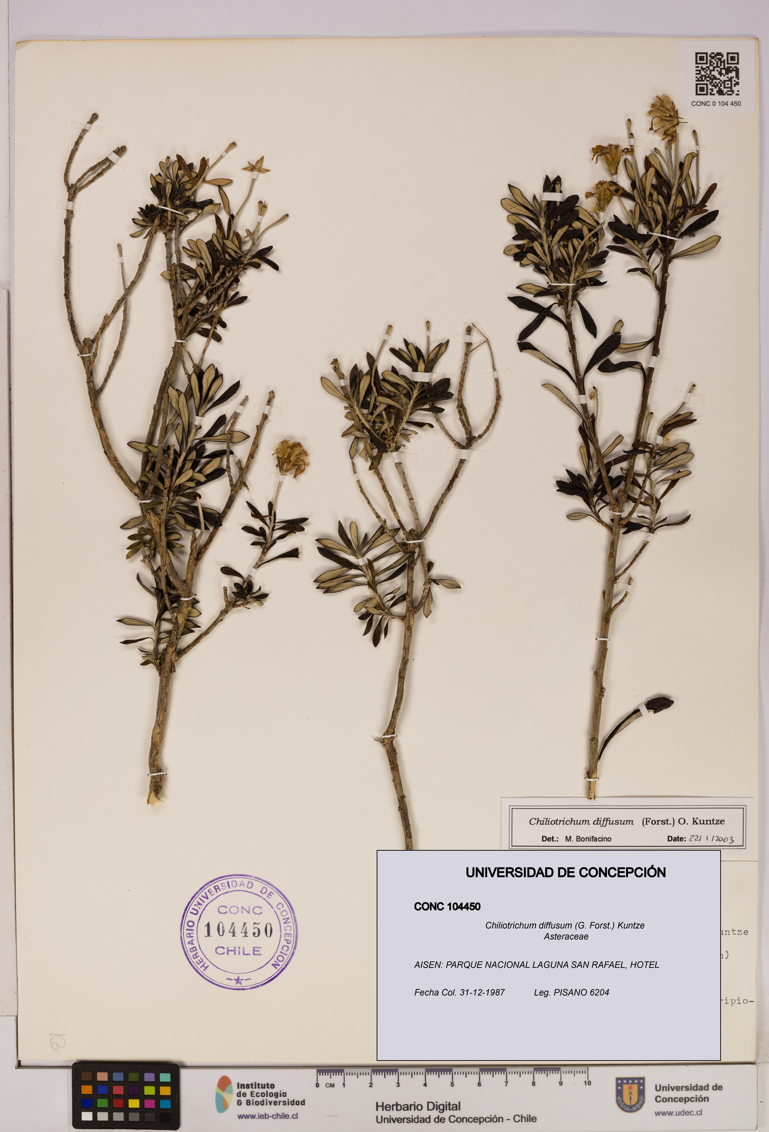Chiliotrichum diffusum [Espécimen: UDEC:CONC:0104450]