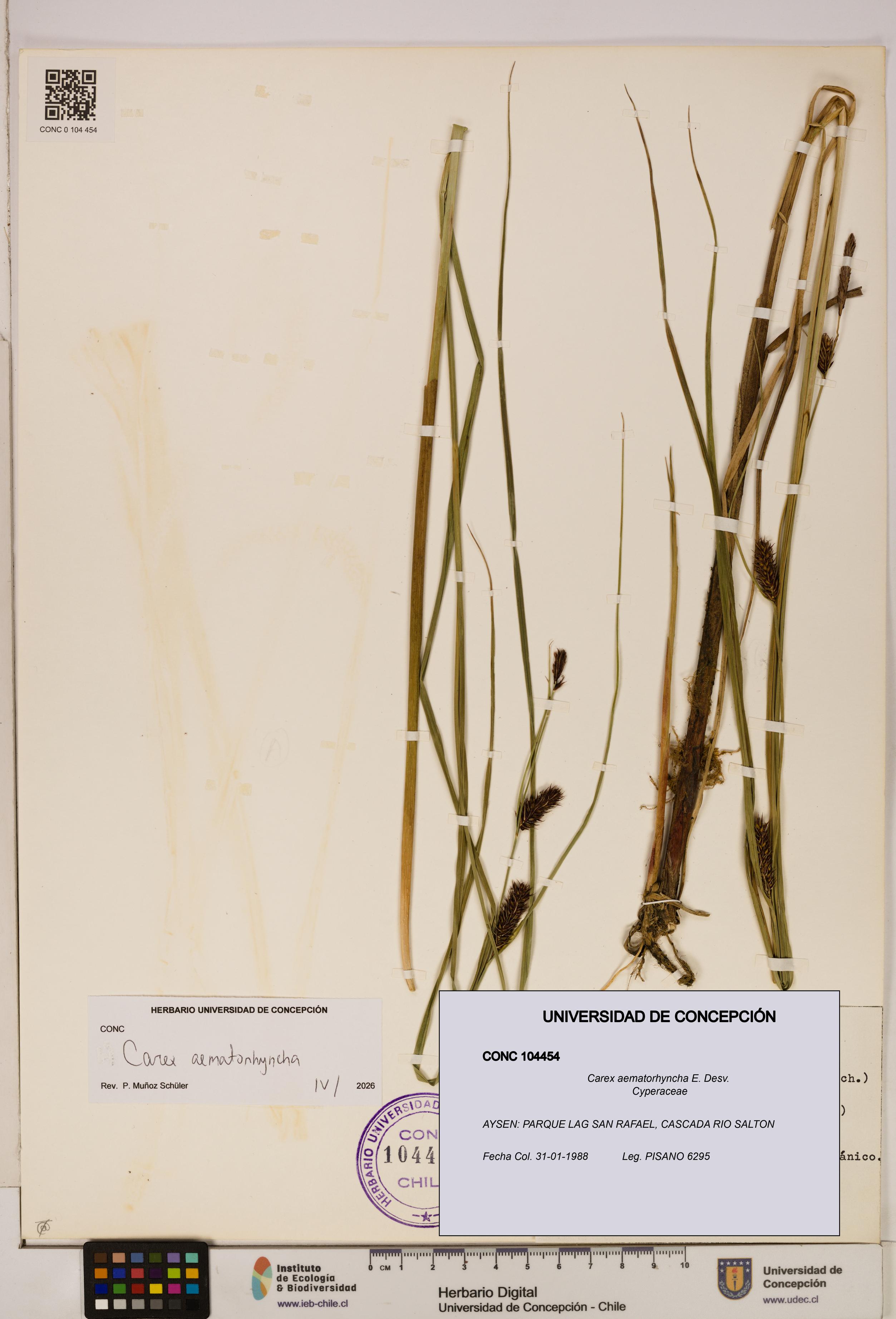 Carex aematorhyncha [Espécimen: ]