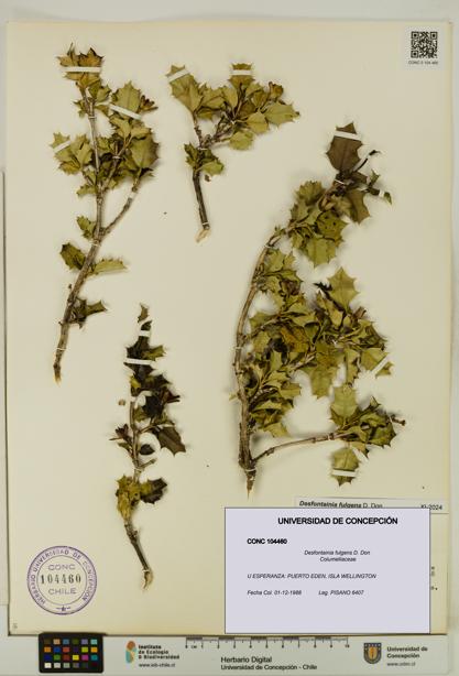 Desfontainia fulgens [Espécimen: UDEC:CONC:0104460]