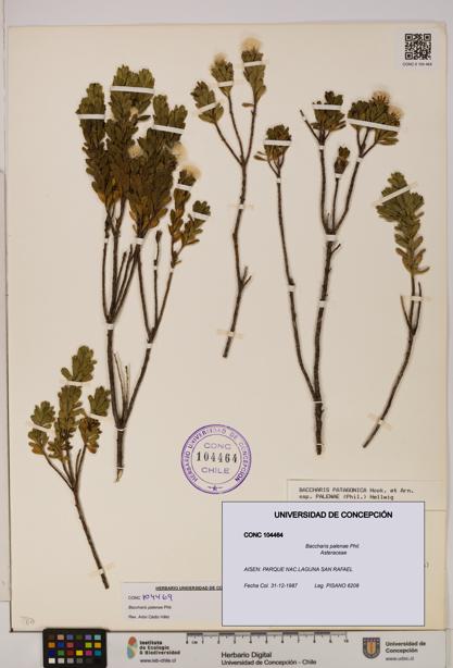 Baccharis patagonica [Espécimen: UDEC:CONC:0104464]